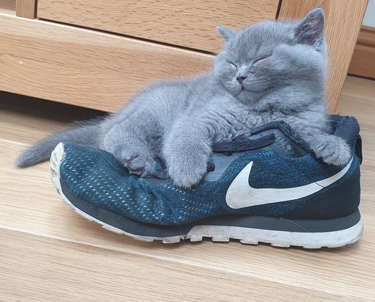 #throwbackThursday 2 months old or size 10 Luca cat 🐾 

#CatsOnX #Xcats #catsonTwirrer