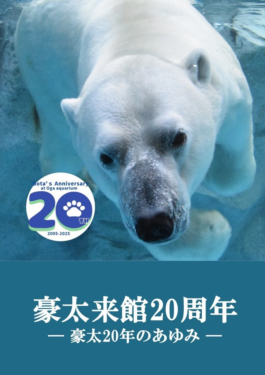 最終お値下げ　シュタイフ　ホッキョクオオカミ 男鹿水族館GAO【公式】 on X: 