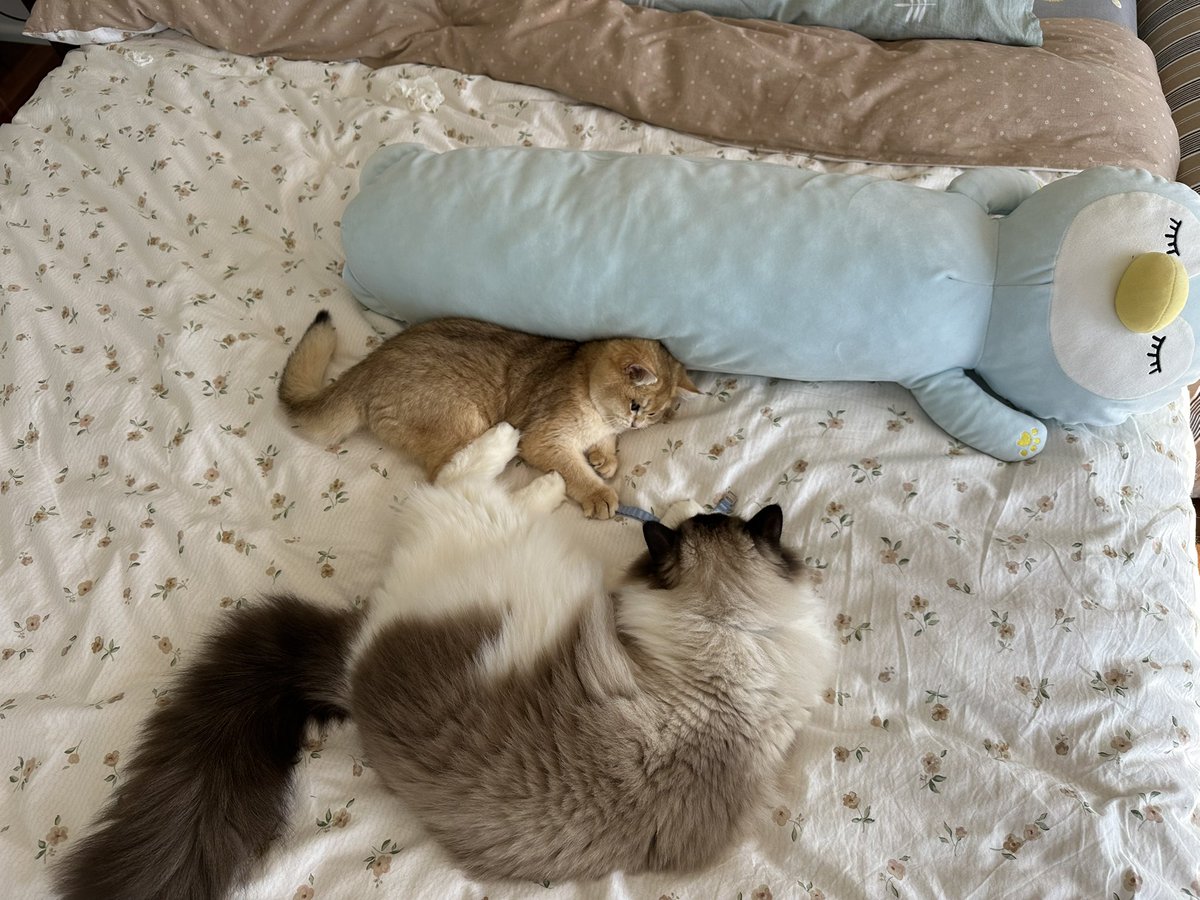 俩宝宝今天的互动。
用了feliway friends喷雾。 https://t.co/jEJlGD8ULN
