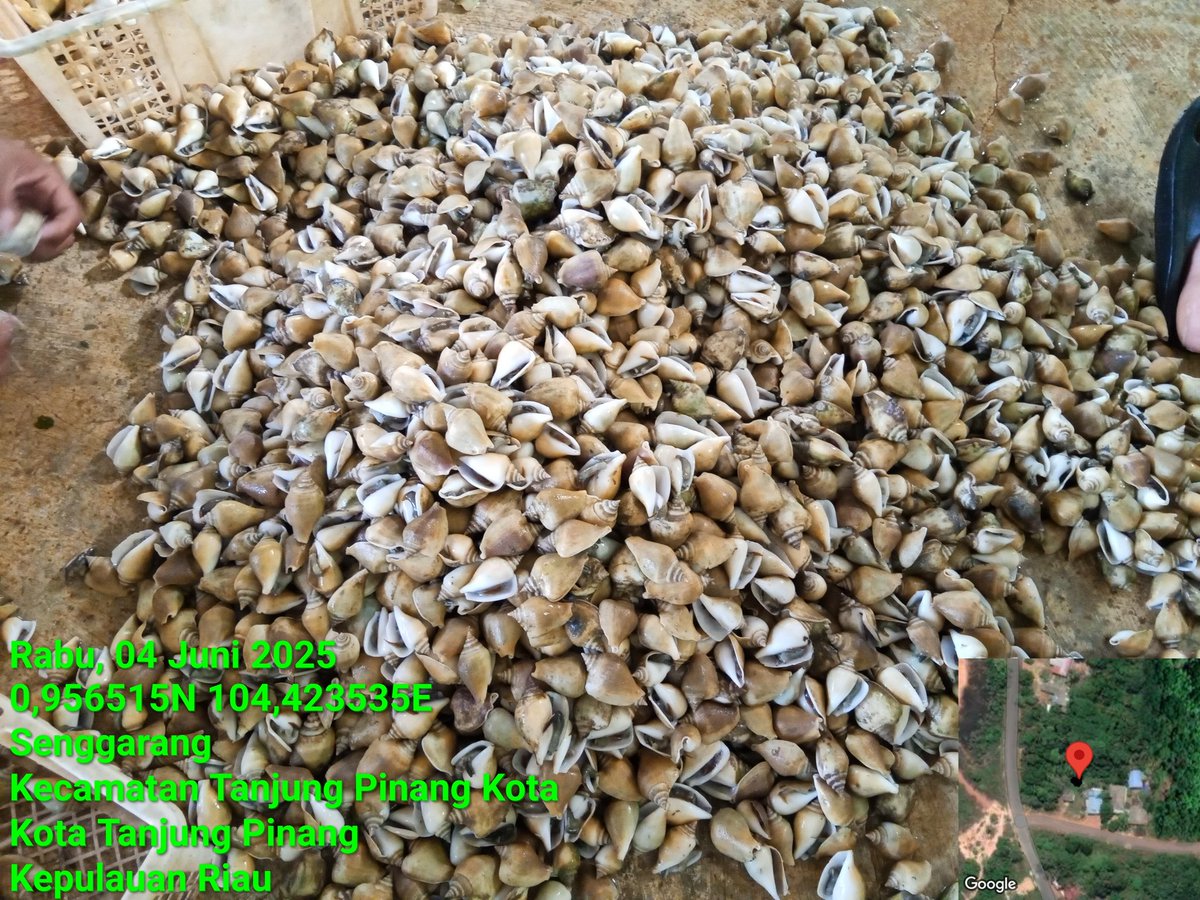 Pangsan Sibungsu Harahap tweet media