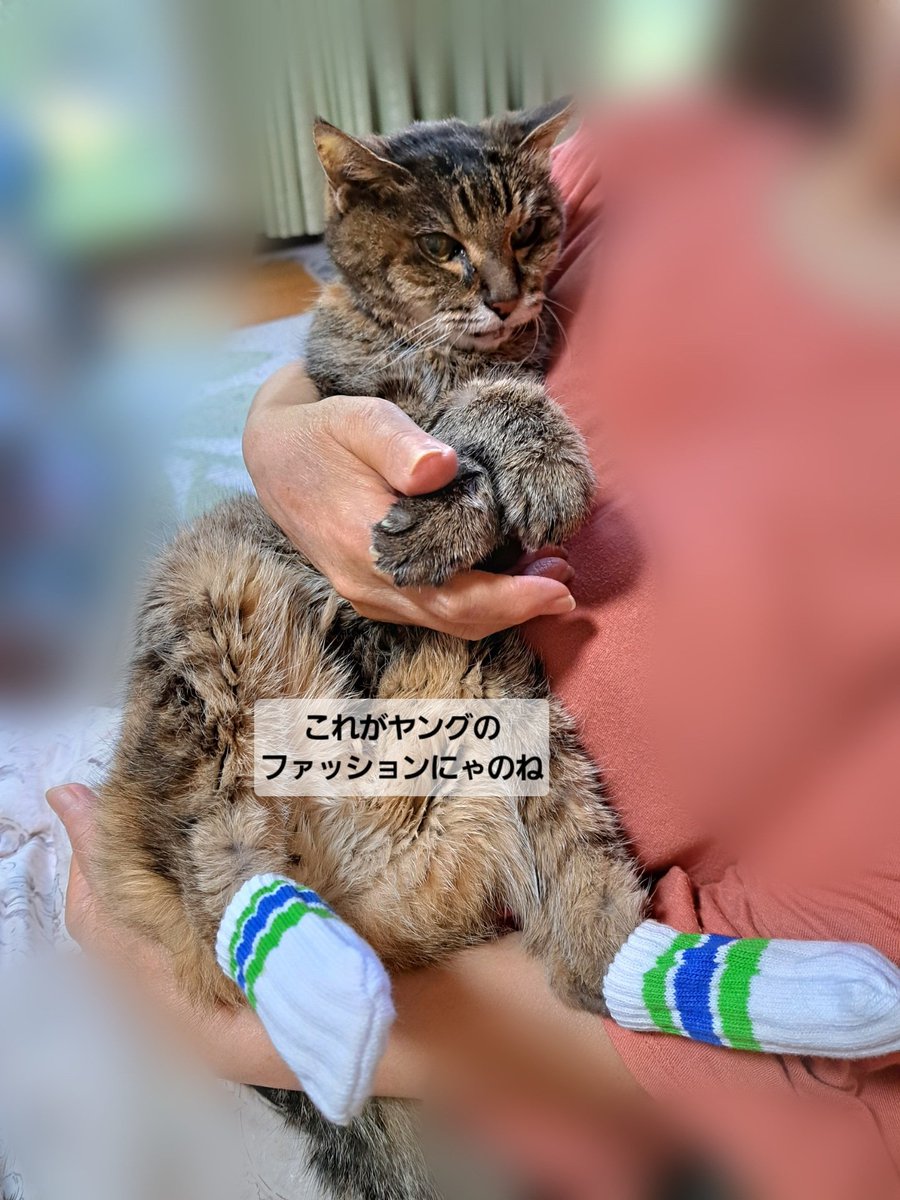 ニットパピコマミー様 パピコセーター