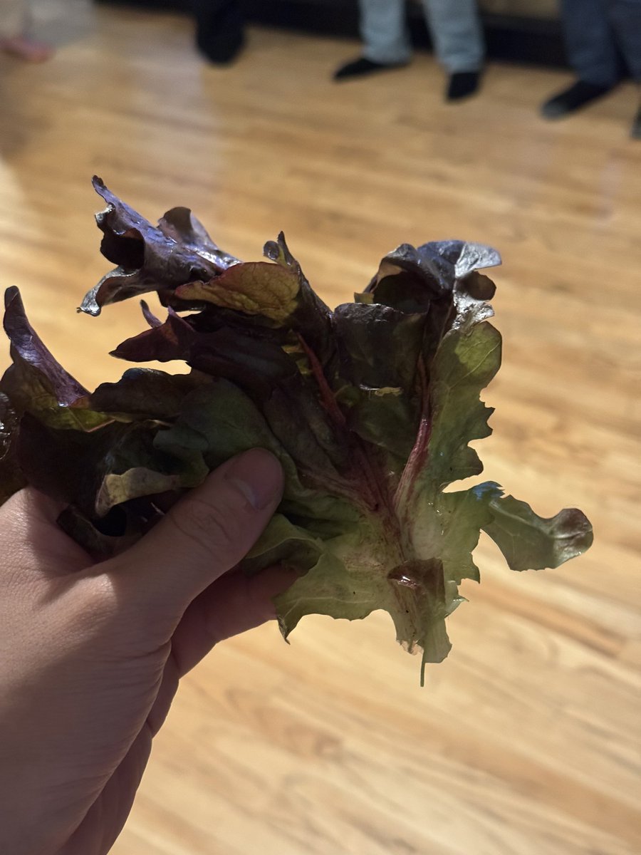 nyc is cool because where else are you doing a lettuce tasting? <a href="/AmbrookAg/">Ambrook</a>