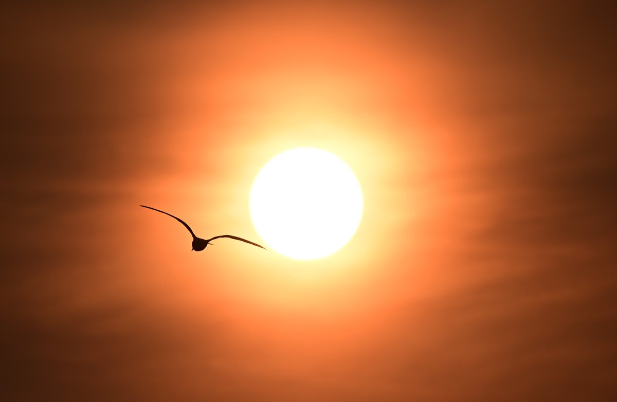 malcolmgoleafs's tweet photo. This morning's sunrise from Port Credit with the visable haze from the smoke from the Canadian wildfires causing air quality alerts. https://t.co/2lWT55h2zF
