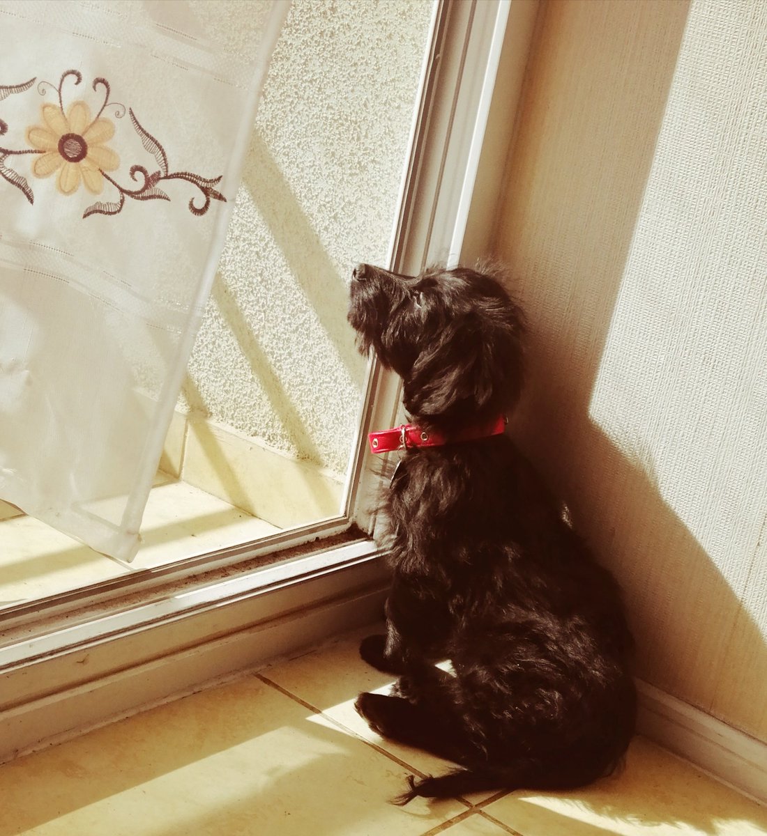 jorqera19's tweet photo. @DescuentosRata #MiMascotaRata mi gidi melancolico https://t.co/kAMIPoihE6