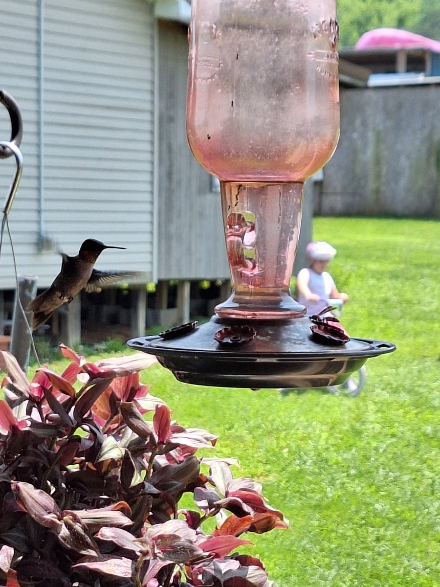 <a href="/shanks84803/">Biggs24</a> Love my little hummingbirds!
