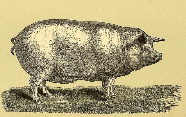 Today in 1859, an American farmer on the San Juan Islands in the Pacific Northwest shoots a hog owned by a British settler. The incident sparks what becomes known as the "Pig War," a crisis that nearly leads to conflict between the US &amp; Great Britain. See militaryhistorynow.com/2012/06/18/hos…