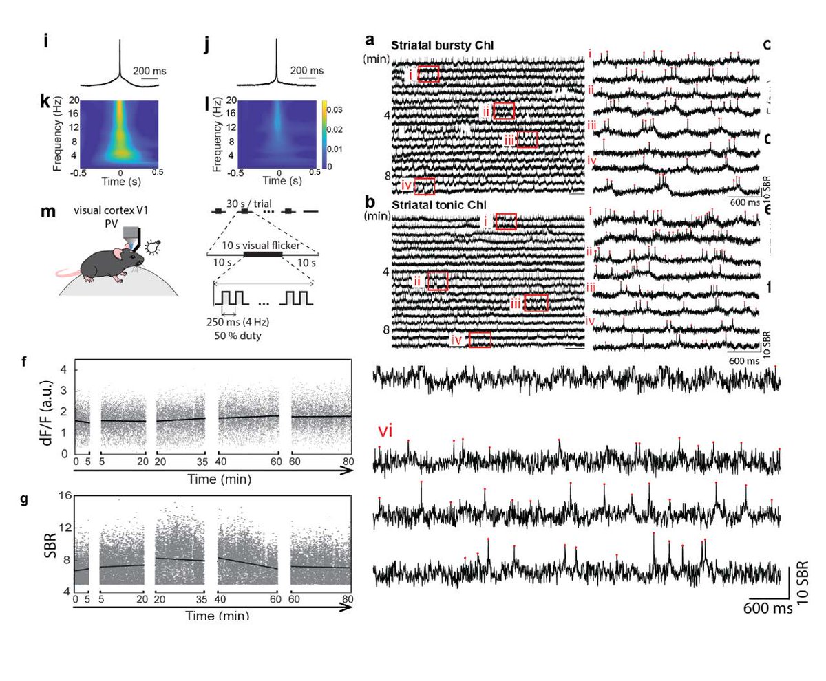 Xue Han lab from BU used ElectraOFF to achieve routine cellular-resolution imaging over tens of minutes, occasionally up to eighty minutes, in behaving mice with minimal signal loss across neuron types and brain regions in behaving mice biorxiv.org/content/10.110…
