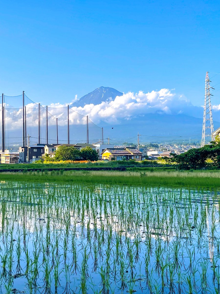 fujinomiya_kan's tweet photo. 富士山の恵みで育つ『富士宮のお米』🌾✨
稲の青葉で逆さ富士が見えないほど育ってきました。美味しいお米になりますように…☺️

📍富士宮市山本地区
��2025.6.4 昨日の夕方撮りました
#街角富士山 https://t.co/qfJqlKH0g5