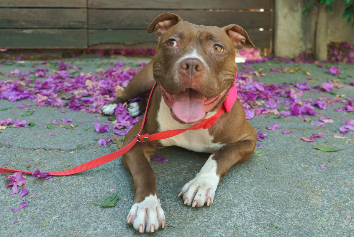 ¿Me ayudarías a compartir a Zoe? 
Quizá entre tus contactos esté la persona ideal para ella… y ella para esa persona. 🙂
Zoe sigue en pensión en la veterinaria. La sacamos varias veces al día, pero no es vida. Necesita un hogar de verdad, con cariño, paciencia y estabilidad.