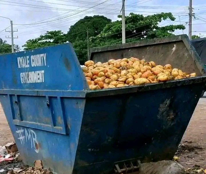 demi_farm's tweet photo. Farming in Kwale county, there is a lot of fruits going to waste. 

What can be done to save this loses?

#kwale #pwani #coast https://t.co/Q43SZ9PFMP