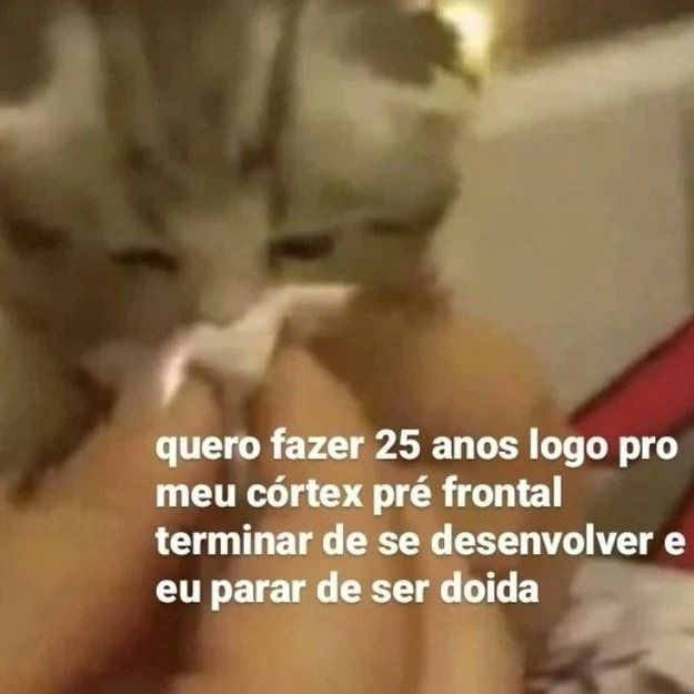perfil dedicado a gatinhos e peitos (@odeiootaco) on Twitter photo 