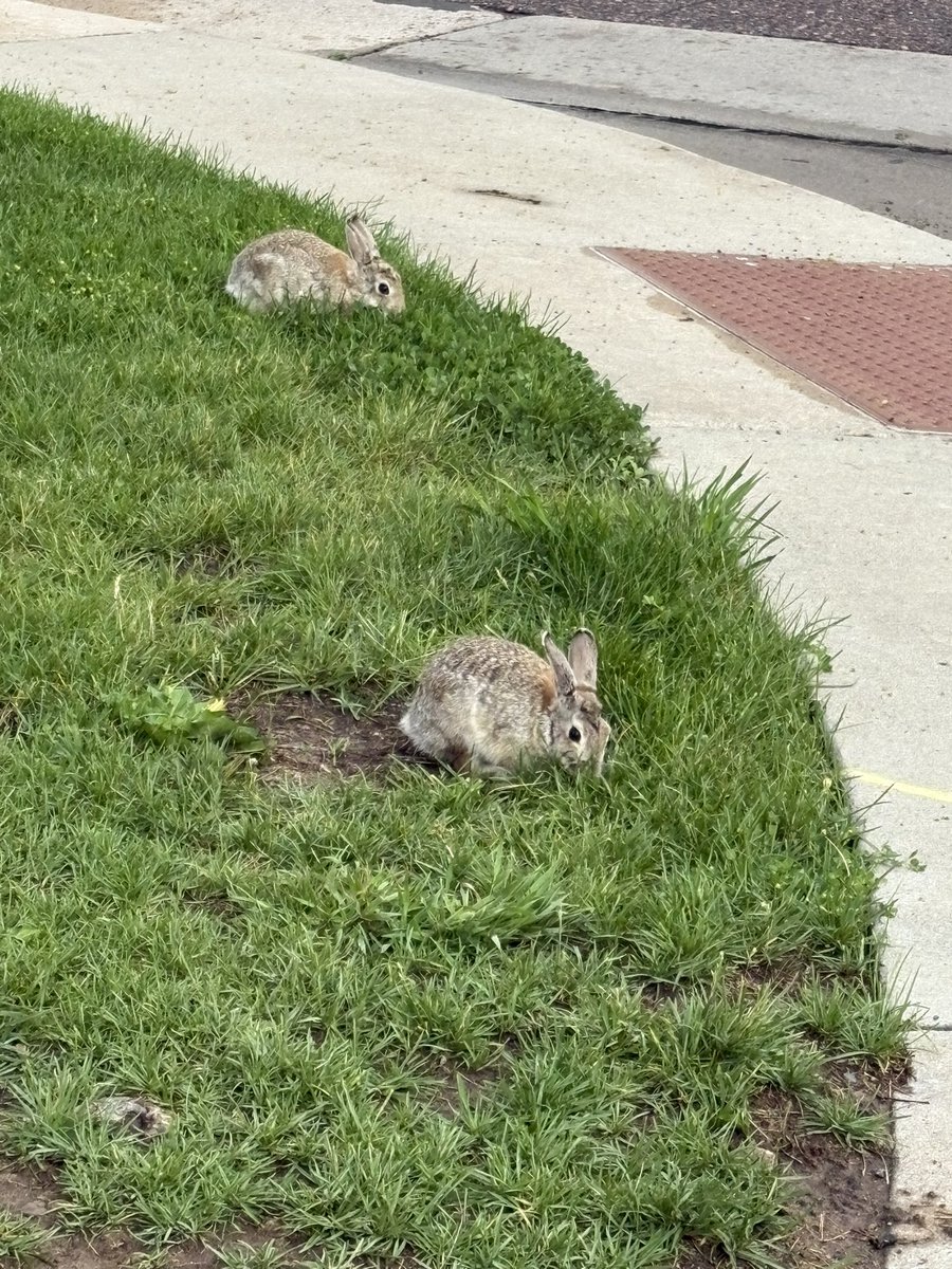 Love the wild bunnies at my place. 🥰