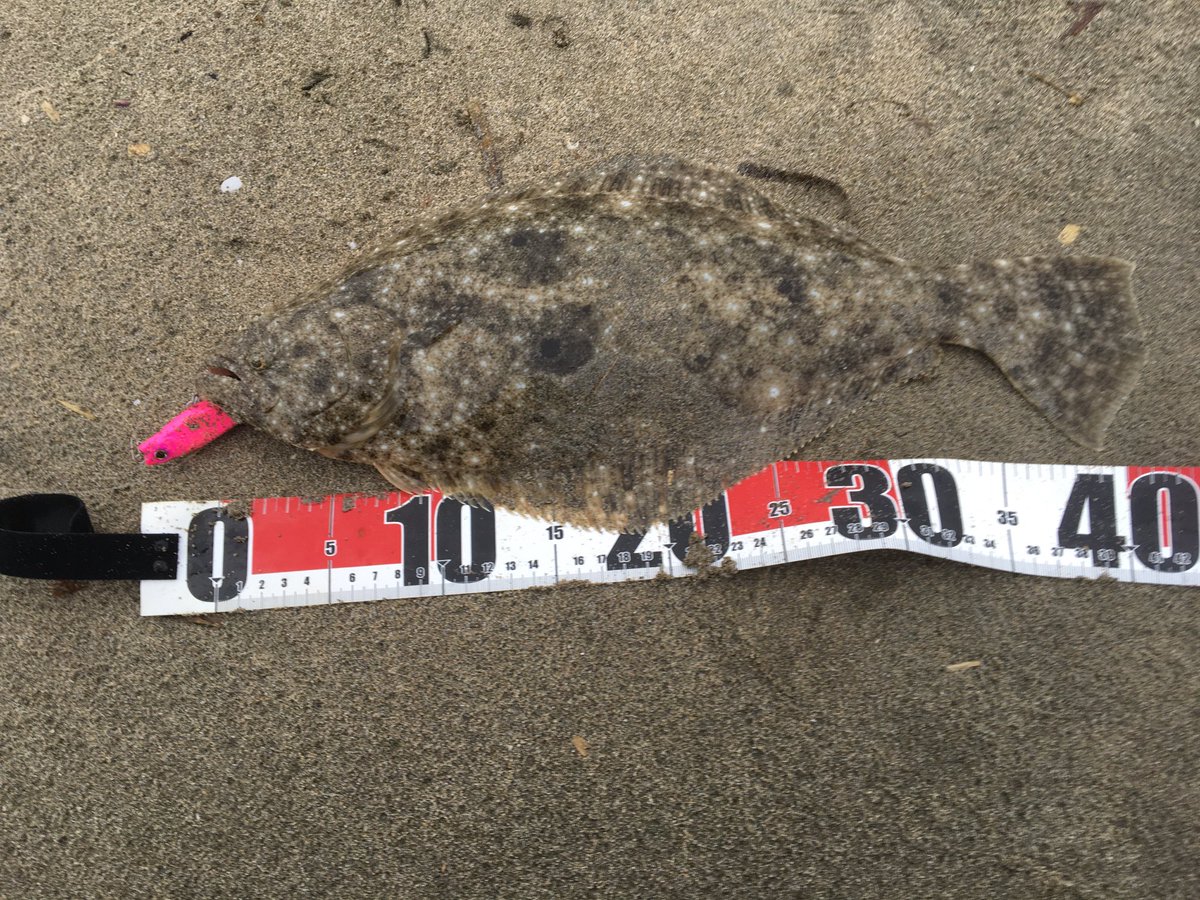 cantamakirie's tweet photo. 小雨が降る地元の海水浴場、なかなかアタリも無くただただティラドールのキャストの気持ち良さにハマり、あと2,3投したら帰ろうとしたらガツんとヒラメくん。諦めた時の一枚、気持ちいい❣️
#inxlabel
＃ティラドール https://t.co/CGXI0MP2nu