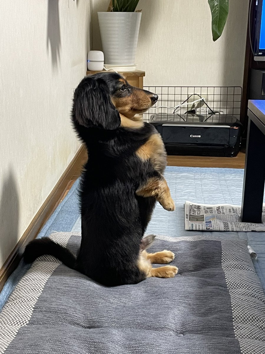 roiroi_reon02's tweet image. 胸張ってるけどそれやめてって