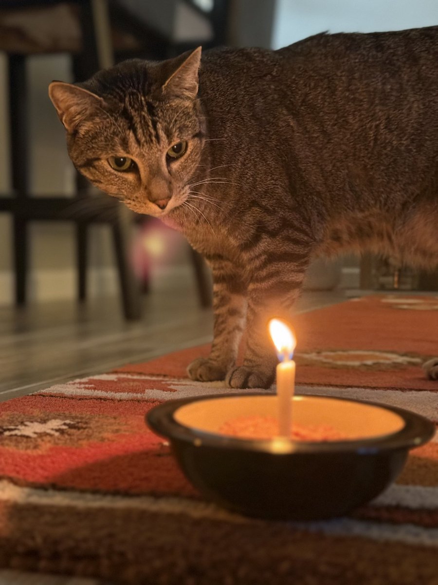 yeffeugene's tweet photo. This boy is celebrating his 10th birthday today 🎂🎂🎂🎂🎂🎂🎂🎂🎂🎂
Meanwhile, his annoying human is planting burning sticks in his birthday meals 😾🙀 https://t.co/aiRqmtbRrN