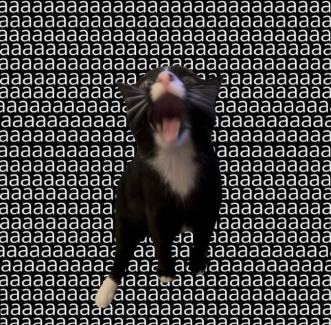 gatinarios's tweet image. aaaaaaaaaaaaaaaaaaaaaaaaaaaaaaa
