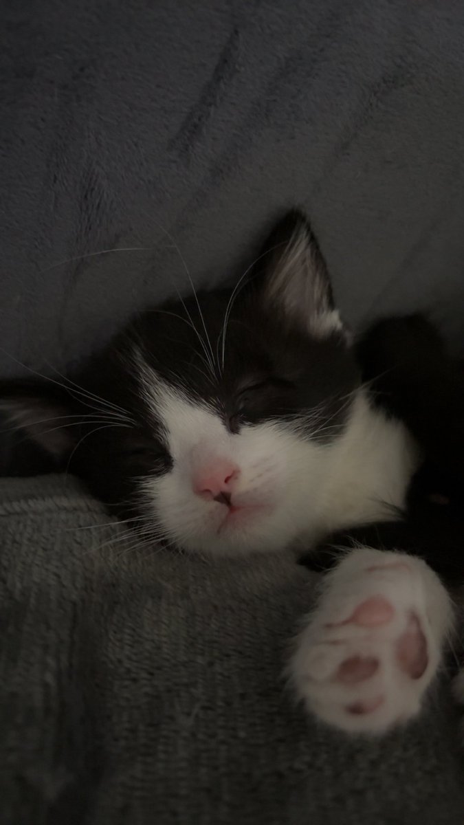 Stxckyy's tweet photo. 🐱🐱🐱🐱 https://t.co/YOCiiYct97