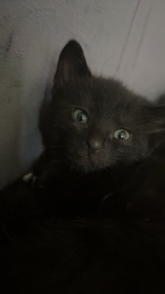 Stxckyy's tweet photo. 🐱🐱🐱🐱 https://t.co/YOCiiYct97