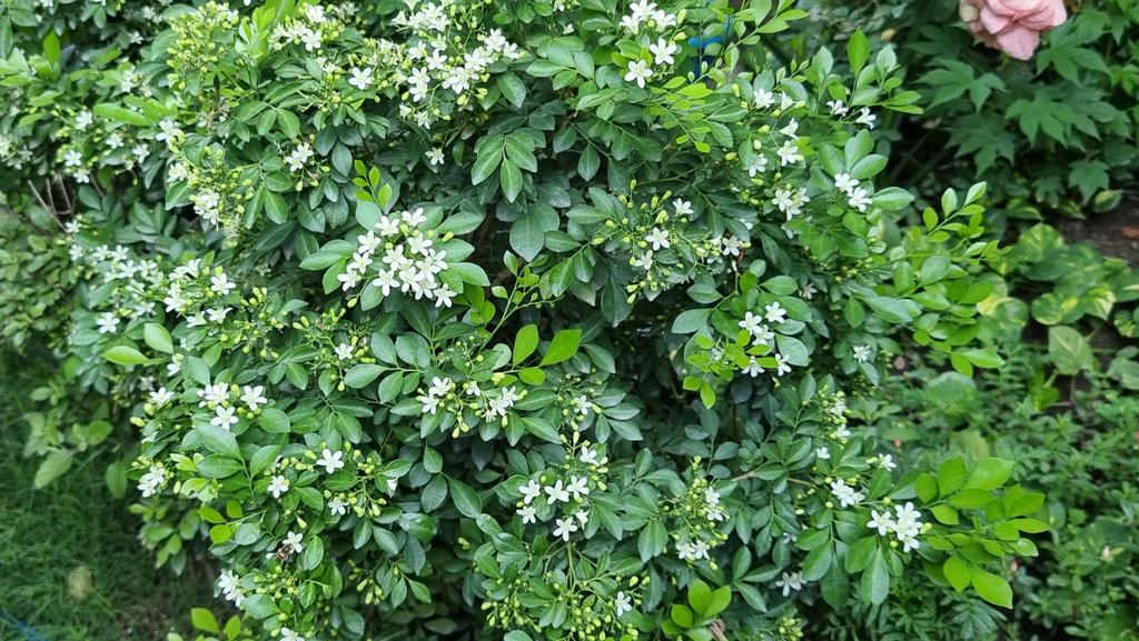 विश्व पर्यावरण दिवस के अवसर पर गत वर्ष जो पौधे  लगाये थे उनमे से कुछ की सुन्दरता। पौधे वातावरण मे आक्सीजन बढाते है कार्बन डाई आक्साइड जैसी गैसो का शोषण एवं उपयोग कर हरियाली को निरंतर बढाते रहते है।3 से 4 डिग्री तापमान कम कर प्रकृति को रहने लायक  बनाते है।जल चक्र को सही करते है।