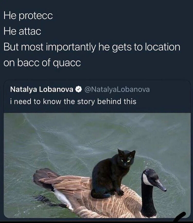 WholesomeMemes (@wholesomememe) on Twitter photo 