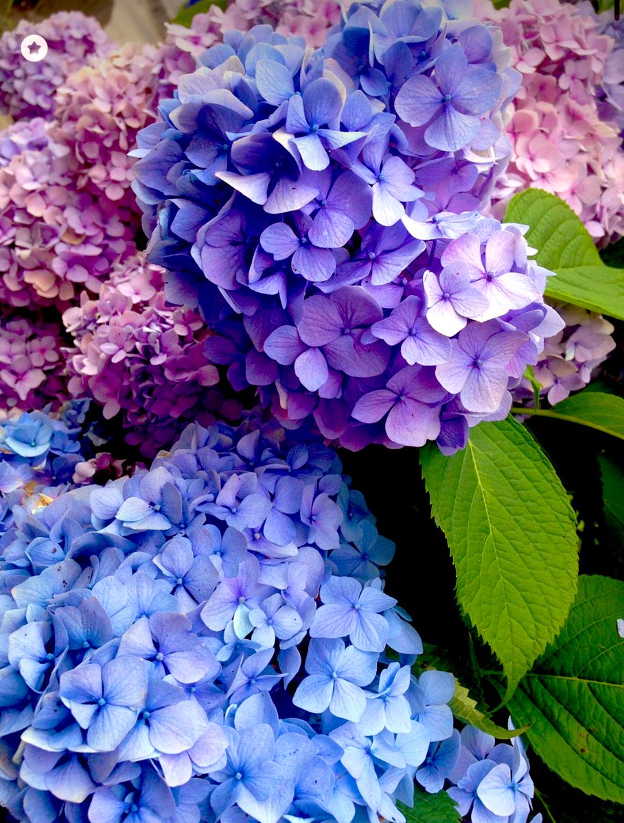æâ¡ãã€ã (@tsubasa65116705) on Twitter photo ææ¥6/6(é)ã«çŽ«éœè±ã
çé¢ã«éãã«åãããšééãäžãããšããããŸããªãããããŸãâ£ïž
玫éœè±ã®è±ã®åœ¢ãèã®å·£ã«äŒŒãŠããŠ
åå£²ç¹æãé¡ã£ãŠè»äžã«
èã®å·£ãåãã颚ç¿ããã ããã§ãð
äžå¹Žãã®ãŸãŸã«ããŠ
æ¥å¹ŽãŸãæ°ããã®ã«å€ããŸã
6æã®16æ¥ã26æ¥ã§ãOKðââïž
ãã²ãã£ãŠã¿ãŠãððâš
#æ¡æ£åžæ ææ¥6/6(é)ã«çŽ«éœè±ã
çé¢ã«éãã«åãããšééãäžãããšããããŸããªãããããŸãâ£ïž
玫éœè±ã®è±ã®åœ¢ãèã®å·£ã«äŒŒãŠããŠ
åå£²ç¹æãé¡ã£ãŠè»äžã«
èã®å·£ãåãã颚ç¿ããã ããã§ãð
äžå¹Žãã®ãŸãŸã«ããŠ
æ¥å¹ŽãŸãæ°ããã®ã«å€ããŸã
6æã®16æ¥ã26æ¥ã§ãOKðââïž
ãã²ãã£ãŠã¿ãŠãððâš
#æ¡æ£åžæ