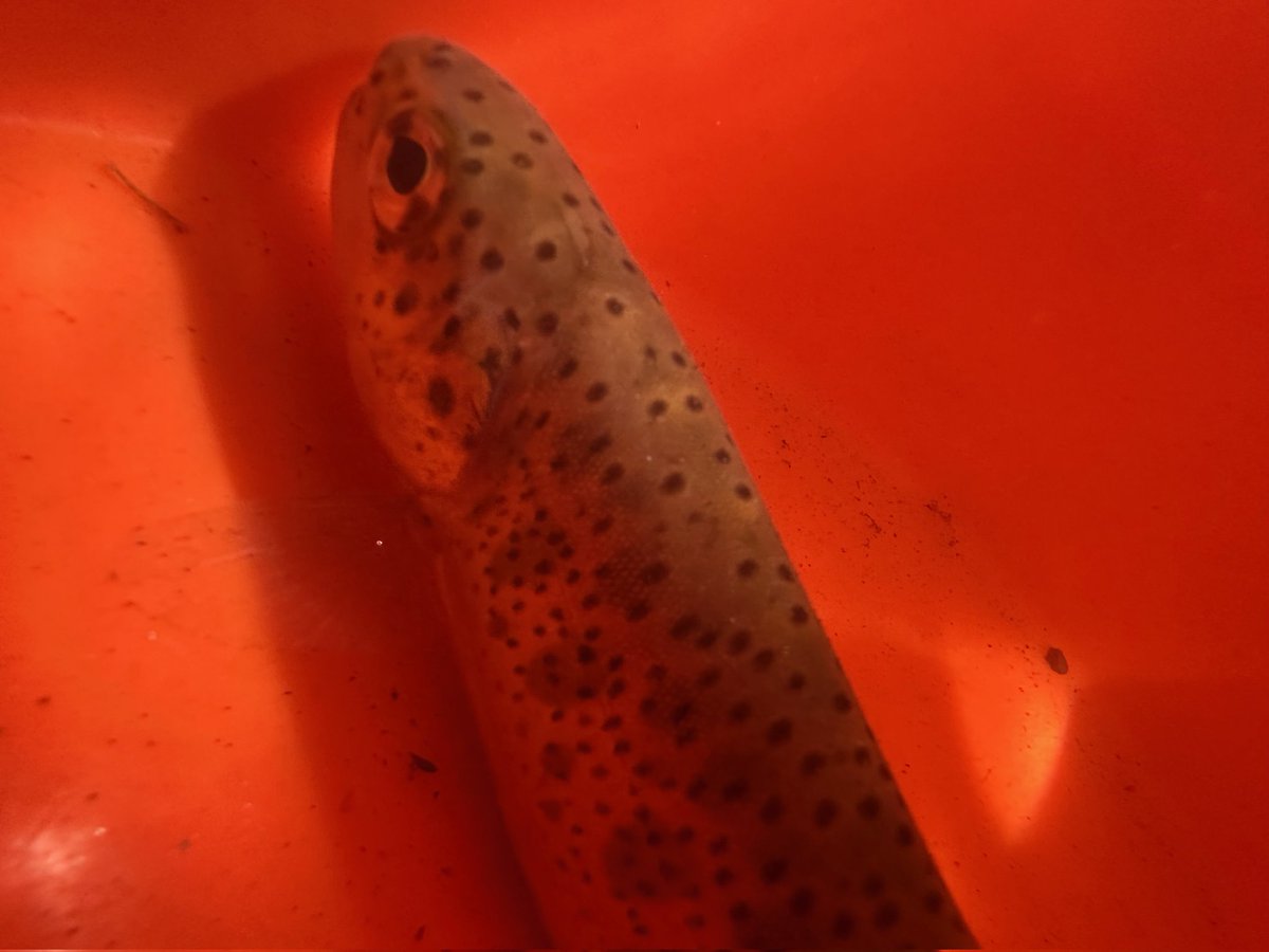 TU Science (@tuscience) on Twitter photo Our <a href="/TroutUnlimited/">Trout Unlimited</a> scientists @erlundberg and <a href="/DDauwalter/">Dan Dauwalter</a> sciencing on #redbandtrout #habitat today with <a href="/collegeofidaho/">The College of Idaho</a> faculty and students in Dry Creek #boisefoothills Our <a href="/TroutUnlimited/">Trout Unlimited</a> scientists @erlundberg and <a href="/DDauwalter/">Dan Dauwalter</a> sciencing on #redbandtrout #habitat today with <a href="/collegeofidaho/">The College of Idaho</a> faculty and students in Dry Creek #boisefoothills