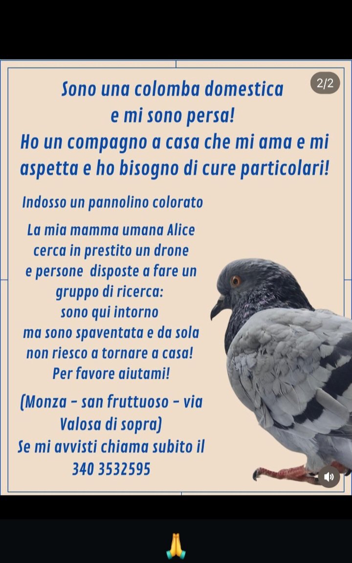 URGENTISSIMO 🆘️🆘️🆘️🆘️🆘️🆘️☎️3403532595🐦‍⬛ AIUTIAMOLA A TORNARE A CASA CONDIVIDETE OVUNQUE 😔🙏 Monza San Fruttosio via Valosa  di sopra  #drone  #scomparsa #colomba  #Monza #valosa #uccelli
