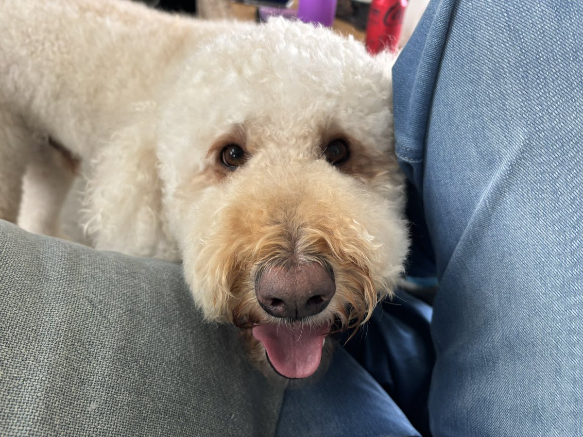 When your doggo gives you the puppy dog eyes to convince you to take him to the park.