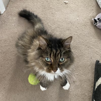 Cholsker's tweet photo. You are the best. 

Thank you for being my friend and companion. I love you very much and will always remember you. 

I will miss you. Say hi to our family when you see them. 

RIP Buddy https://t.co/GnQw8y2C7h