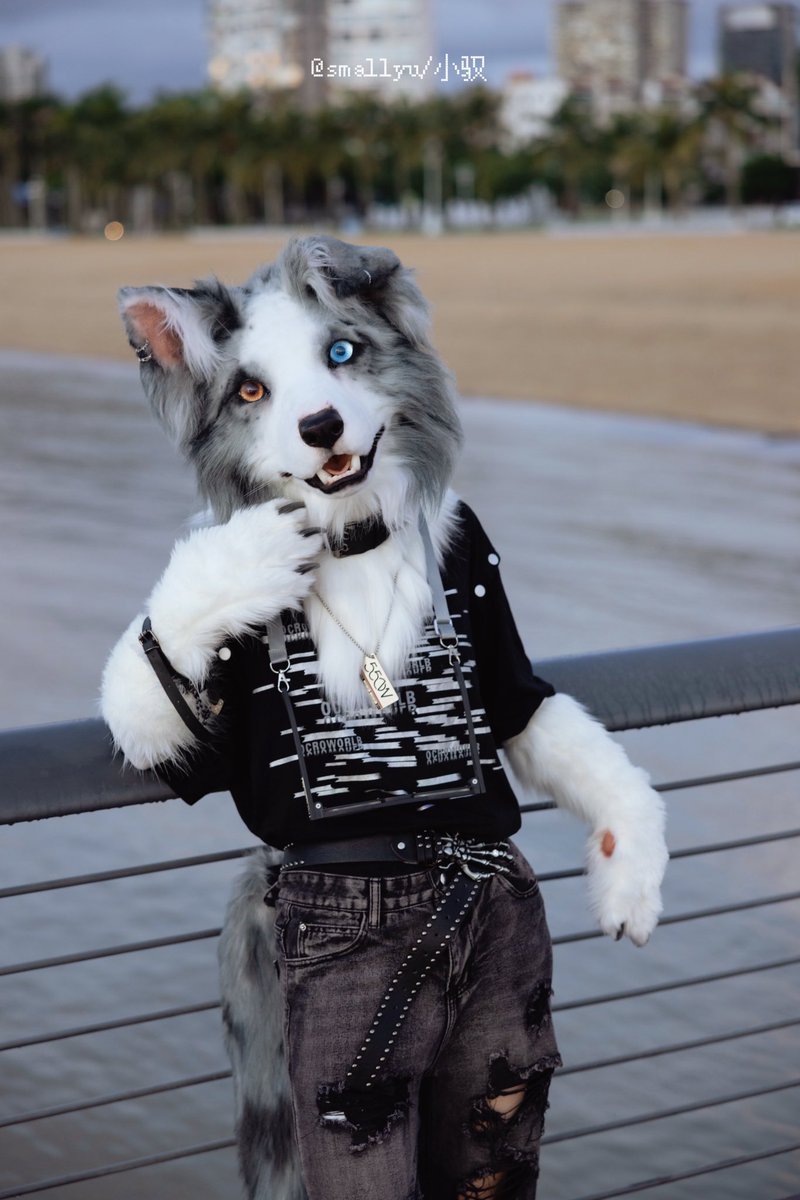 smallyuXP's tweet image. Border Collie