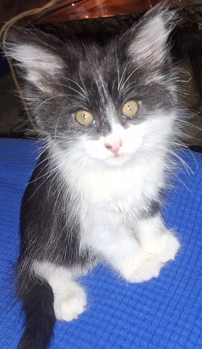 Little Zorro 😻