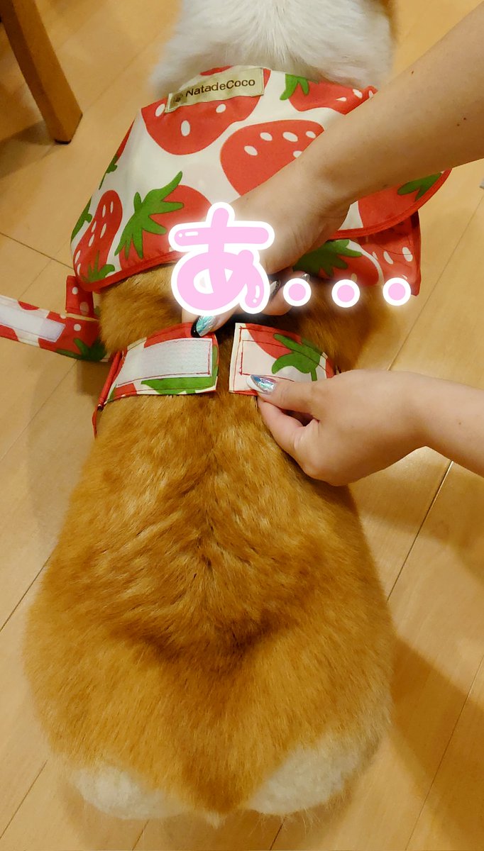 peachice20111's tweet photo. 最近キツめだなぁと思いながらギリギリ攻めてたけどとうとう(笑)
でもナタデココさんの作品は延長出来る仕様なのでここの糸を解けば解決😊
ゆかりんさん天才😭🙏
#コーギー #corgi
#NatadeCoco #ココラー https://t.co/DRdEv8Uf0R