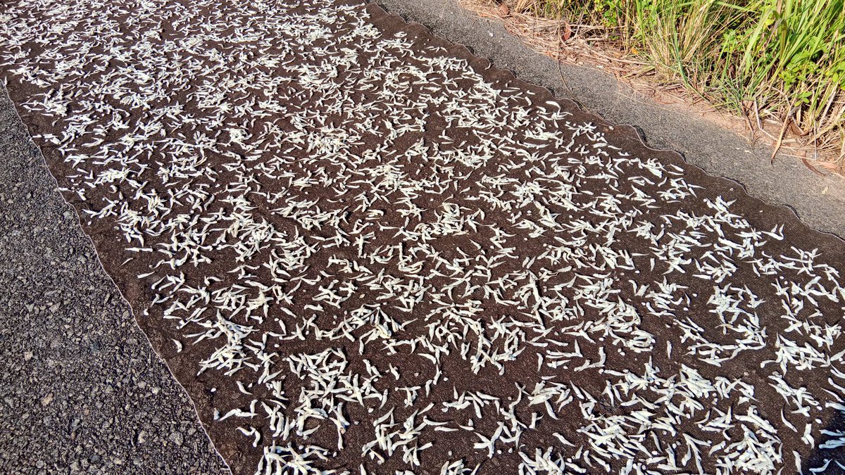 Pangsan Sibungsu Harahap tweet media