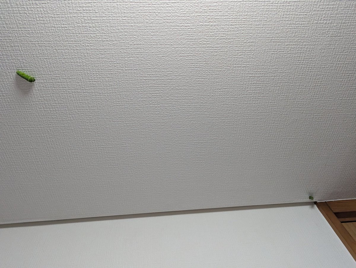 アゲハの幼虫を玄関で葉っぱ与えていたら、
2匹とも天井にあがって
蛹になるために
じっとしてます。
かわいいなぁ。