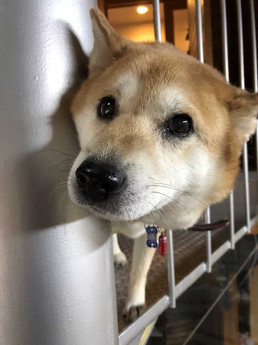 muco_vetro's tweet photo. 6がつ５にちは65でムーコの日ですよ…みぢかなどうぶつをいつもより かわいがるといい日です… https://t.co/COd3X37ve3