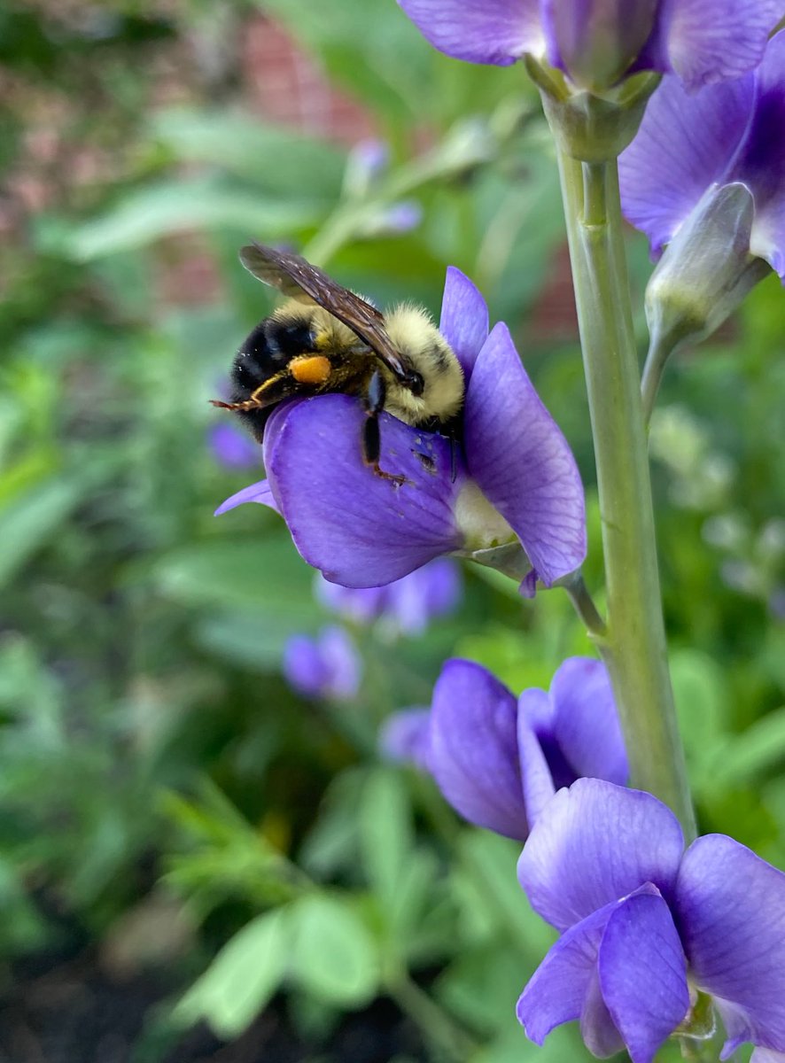 Bumble on our Blue Baptista-Indigo in the HMS Garden!! 💜💜