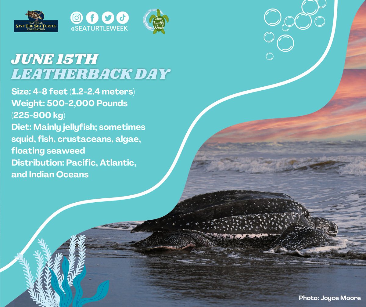 Happy #LeatherbackDay!

Leatherbacks aren’t just the largest sea turtles—they’re also deep-sea divers, reaching depths over up to 4,000 feet. Their unique, flexible shells make it possible.

More on these incredible turtles: 
seaturtleweek.com/leatherback-day

#SeaTurtleWeek