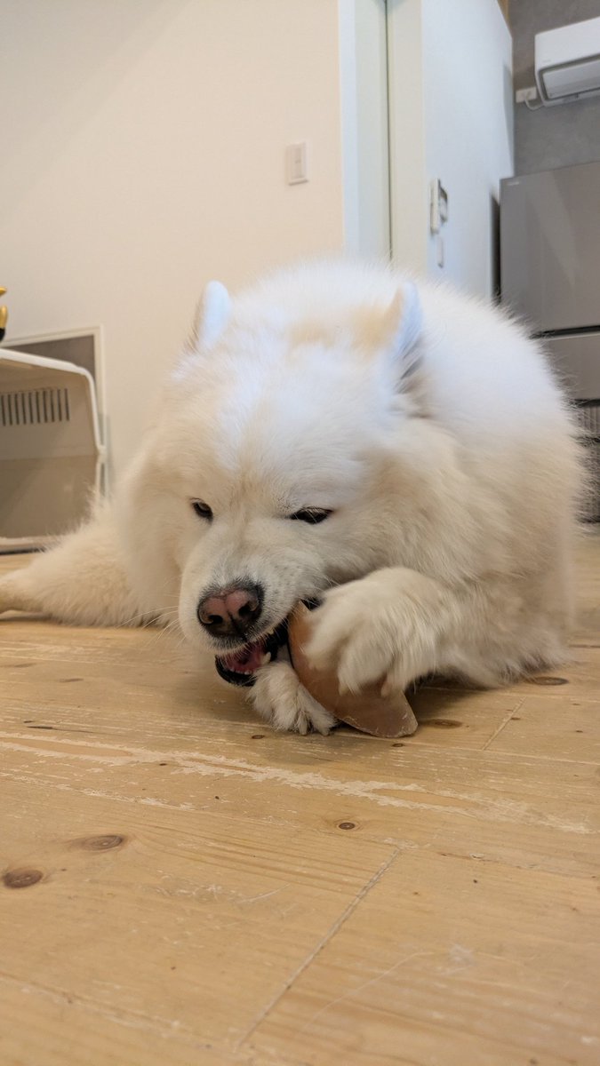 必死すぎるサモエド

#サモエド
#おやつタイム