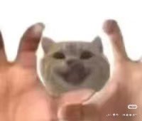 米哈游的兵 tweet media