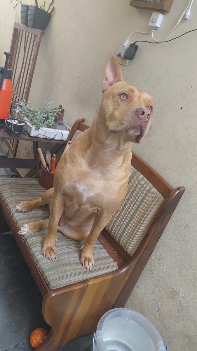 Dev da Silva tweet media