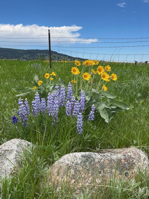 Sheri Schofield tweet media