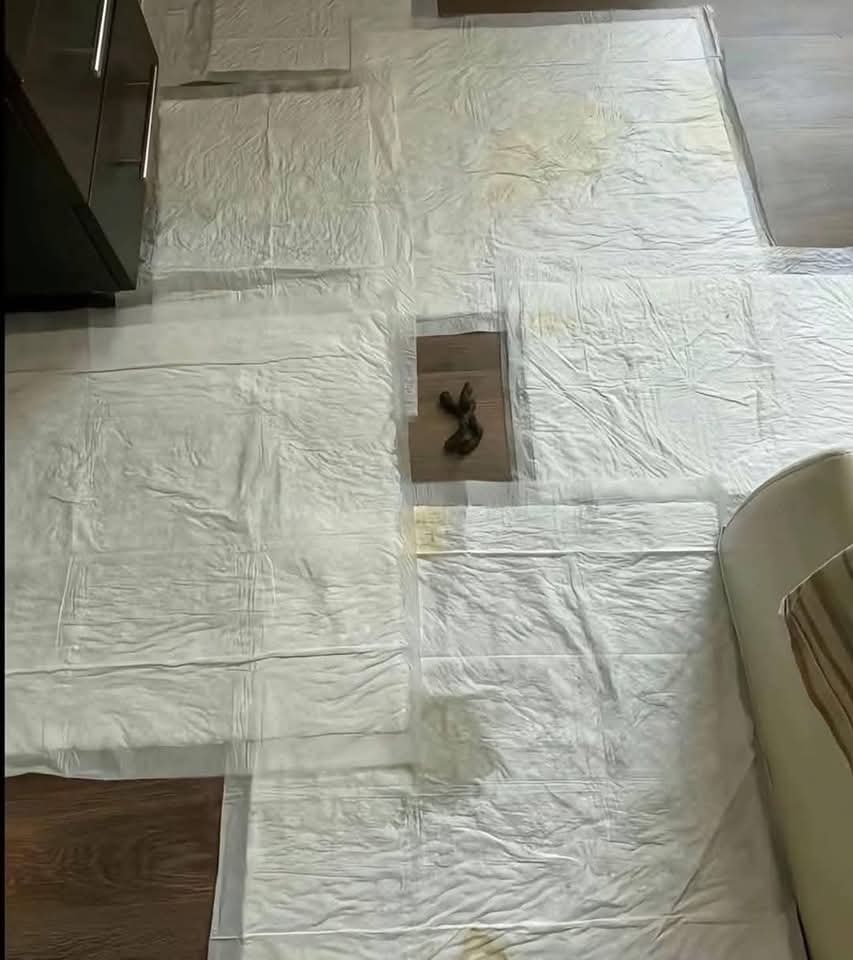 RORISTE's tweet image. Mi perro: Uy casi me hago en los papeles