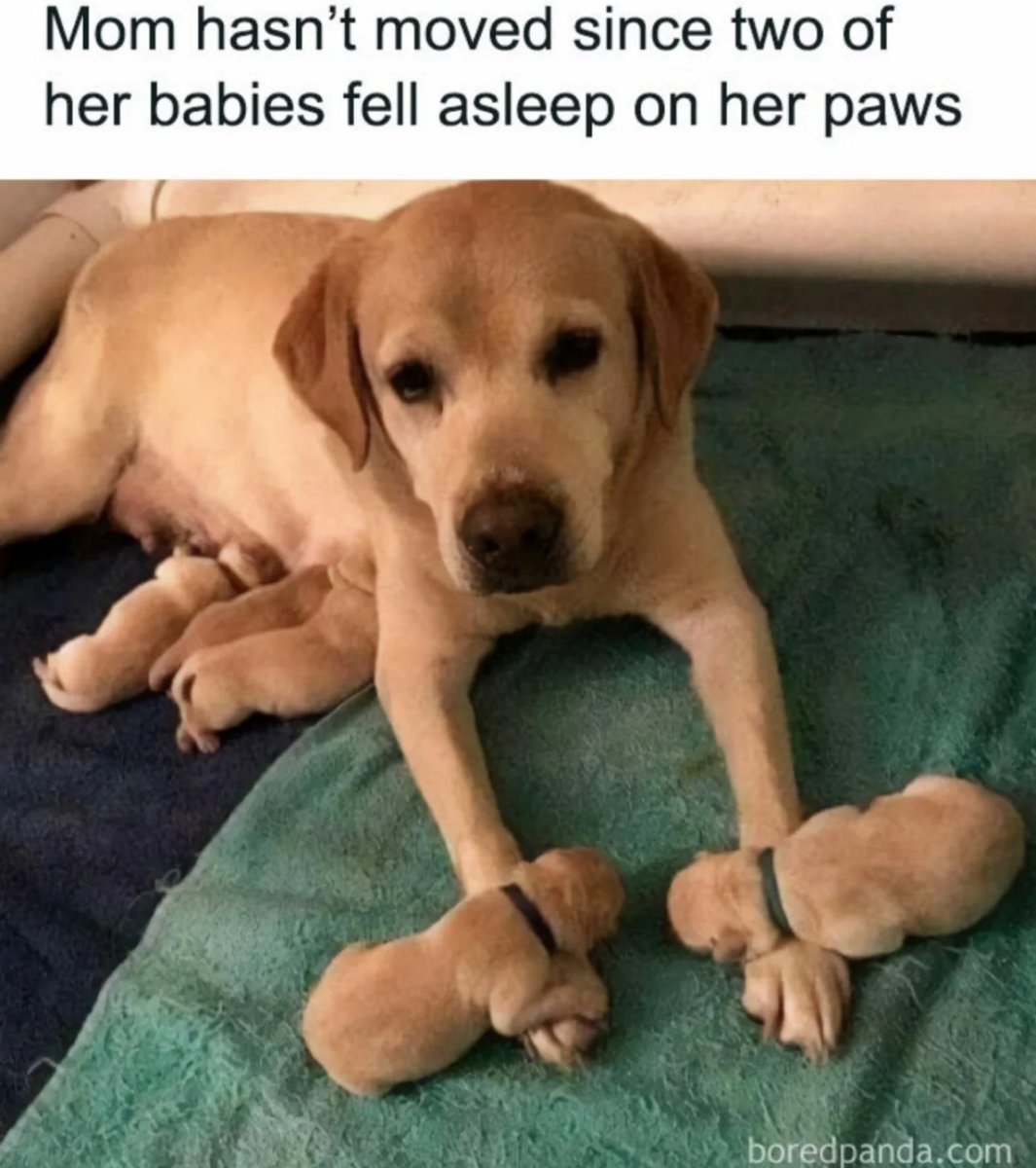 Puppies 🐶 (@puppiesiover) on Twitter photo 