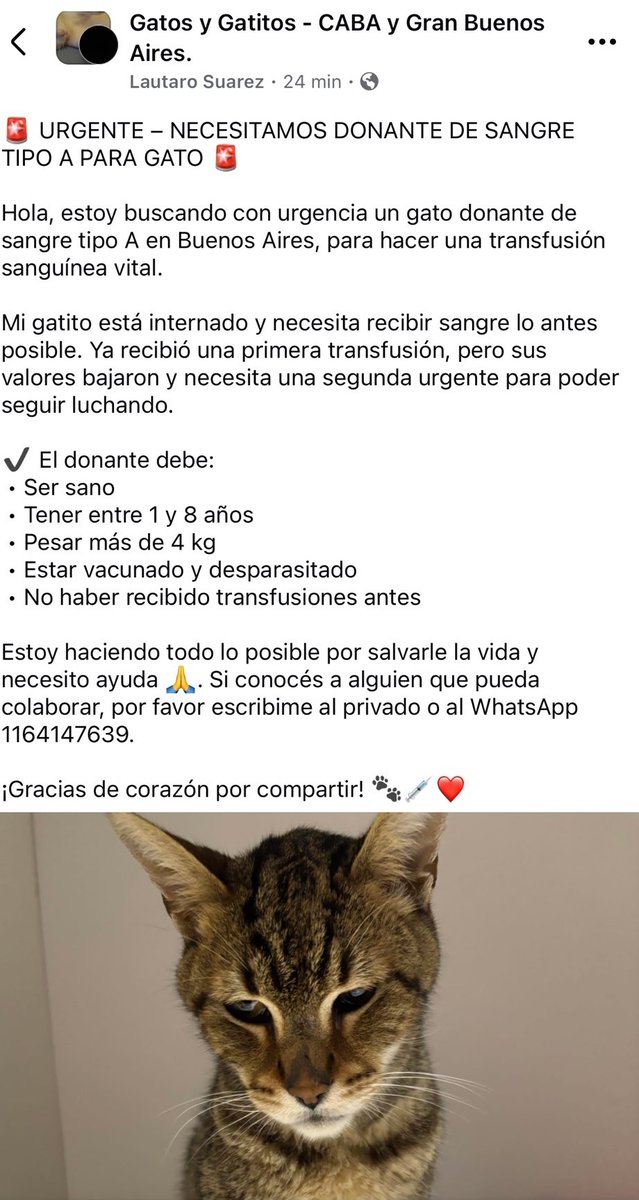 #LlamadoalaSolidaridadDeGatitos 

Se busca donante de sangre tipo A para gatito en CABA.

CONTACTO EN LA FOTO
