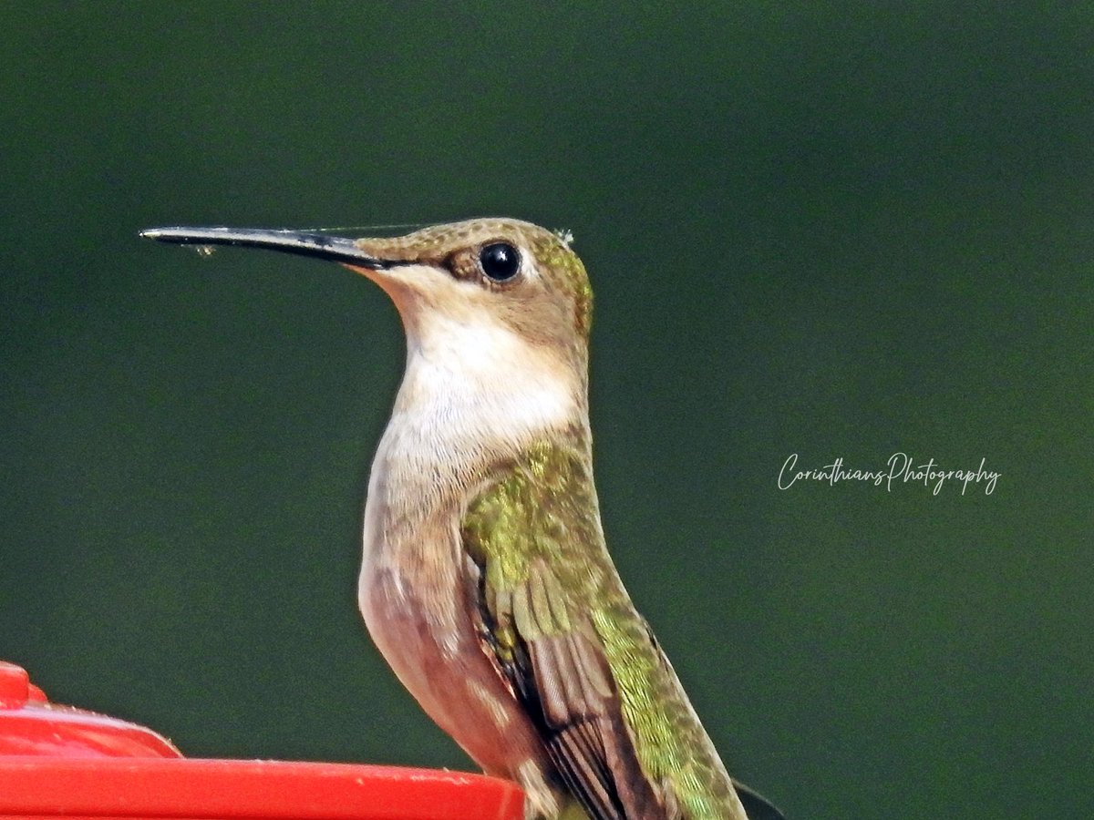 CorinthPhoto's tweet photo. They are back!!! ❤️💚🤍
Roby throated #hummingbird
#bird
#nature
#naturephotography
#wildlife
#naturelovers
#birdphotography
#wildlifephotography
#birding
#animals
#nikonoutdoors https://t.co/9Rcn6dh0A4
