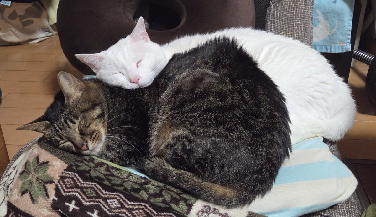 メンテでやることがないので家の猫を貼っておきます