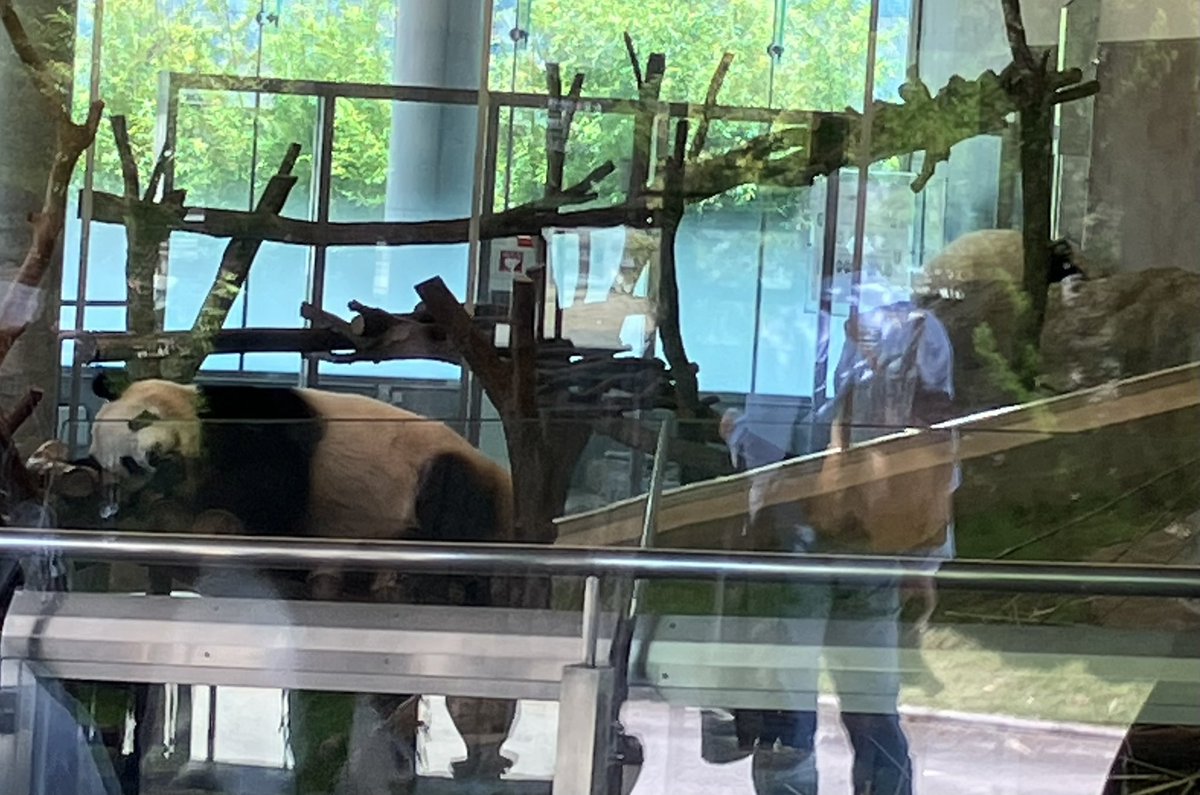 asn73x's tweet image. アドベンチャーワールド
PANDA LOVE
結浜、楓浜

ともに💤💤💤

たしかに映り込みハンパない😿

肉眼で観れたら満足だよ
(今日何回か挑戦するけど…)

2025.6.5 11:35
#アドベンチャーワールド 
#結浜
#PANDALOVE