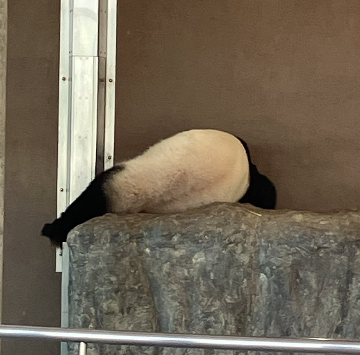 asn73x's tweet image. アドベンチャーワールド
PANDA LOVE
結浜、楓浜

ともに💤💤💤

たしかに映り込みハンパない😿

肉眼で観れたら満足だよ
(今日何回か挑戦するけど…)

2025.6.5 11:35
#アドベンチャーワールド 
#結浜
#PANDALOVE