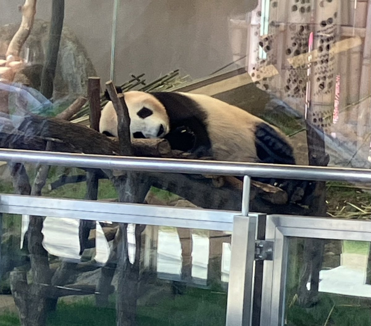 asn73x's tweet image. アドベンチャーワールド
PANDA LOVE
結浜、楓浜

ともに💤💤💤

たしかに映り込みハンパない😿

肉眼で観れたら満足だよ
(今日何回か挑戦するけど…)

2025.6.5 11:35
#アドベンチャーワールド 
#結浜
#PANDALOVE