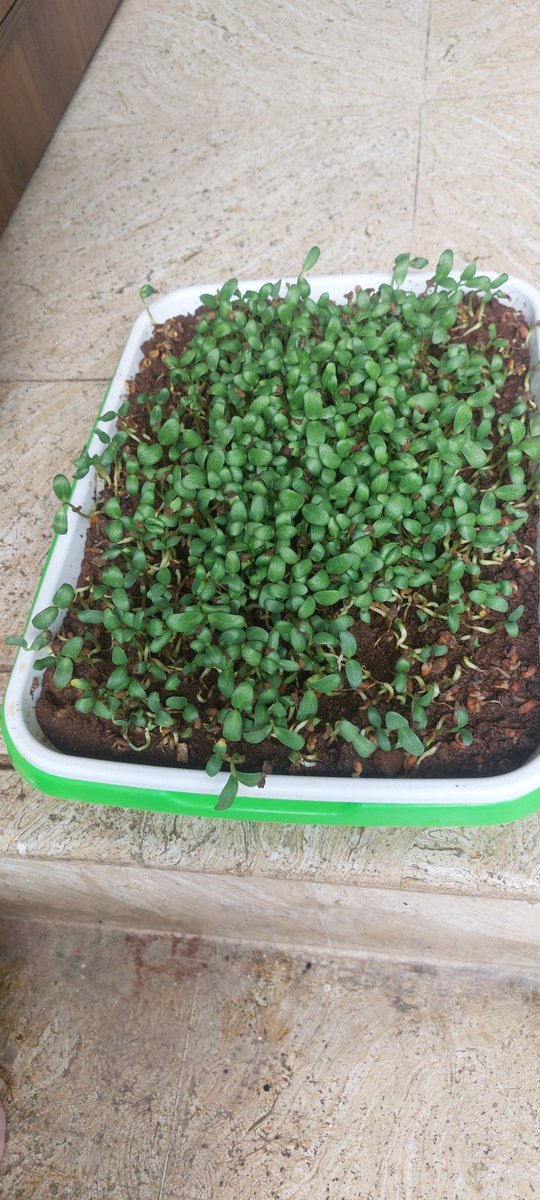 hereiam_hi's tweet photo. #Karshakashree @manoramaonline first attempt at growing microgreens after reading adukkalathottam and Karshakashree. https://t.co/XyiSVF6Rlh